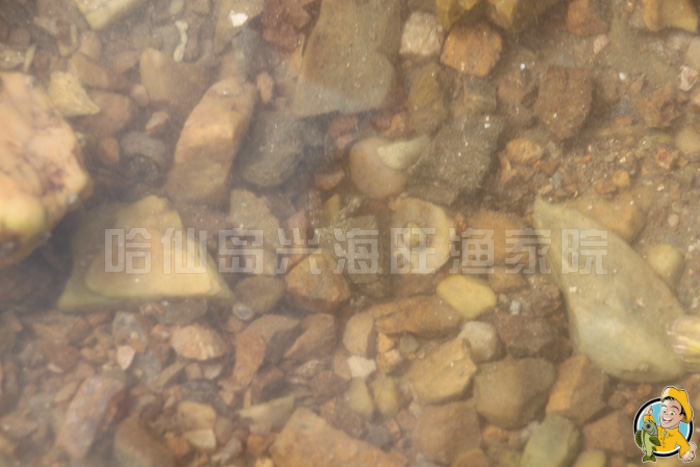 哈仙岛攻略 哈仙岛攻略