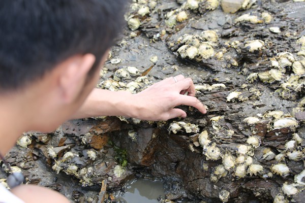 哈仙岛赶海