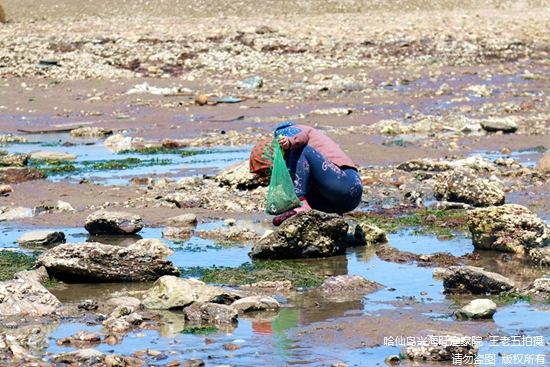 哈仙岛吃海鲜赶海