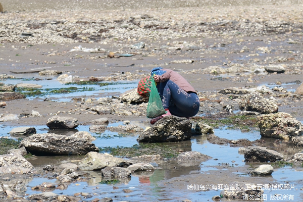 哈仙岛哪里适合赶海